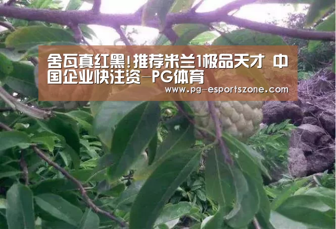 舍瓦真红黑!推荐米兰1极品天才 中国企业快注资-PG体育(图4) PG竞猜