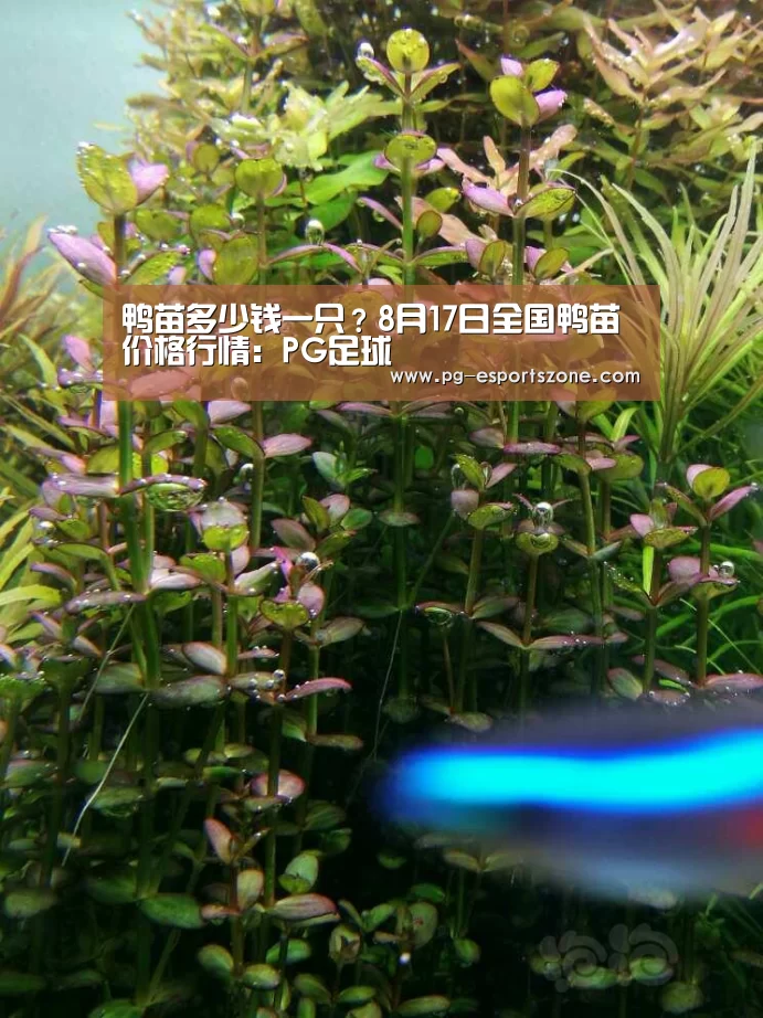鸭苗多少钱一只?8月17日全国鸭苗价格行情:PG足球(图1) PG足球